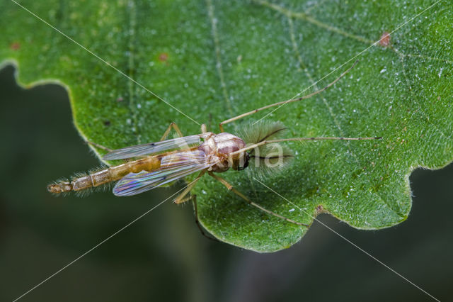 Chironomus plumosus