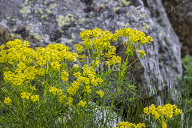 Cypress Spurge (Euphorbia cyparissias)