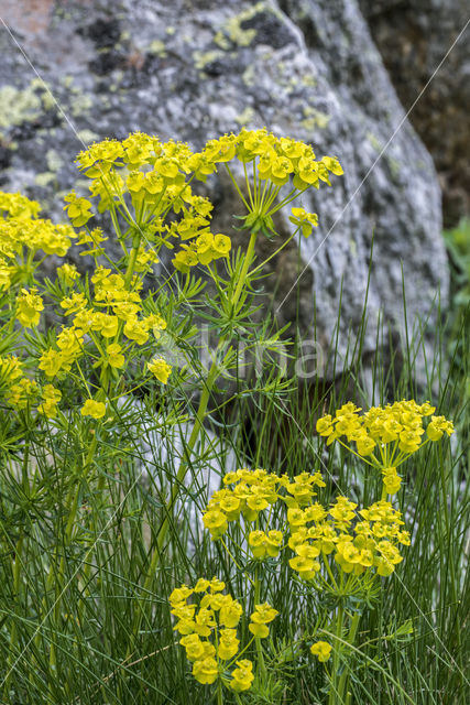 Cypress Spurge (Euphorbia cyparissias)