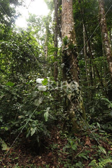 primary forest