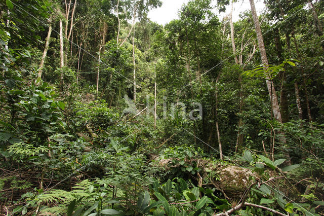 primary forest
