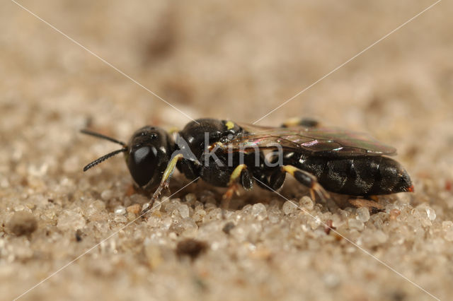 Crossocerus wesmaeli