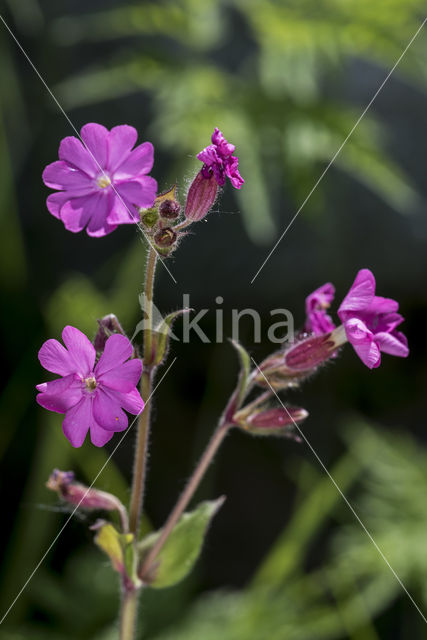 Red Campion (Silene dioica)