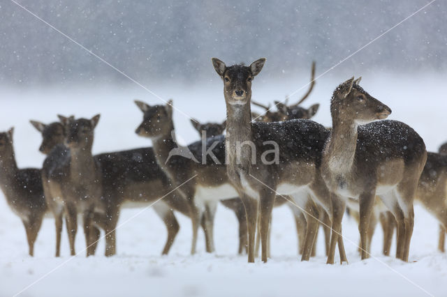 Fallow Deer (Dama dama)