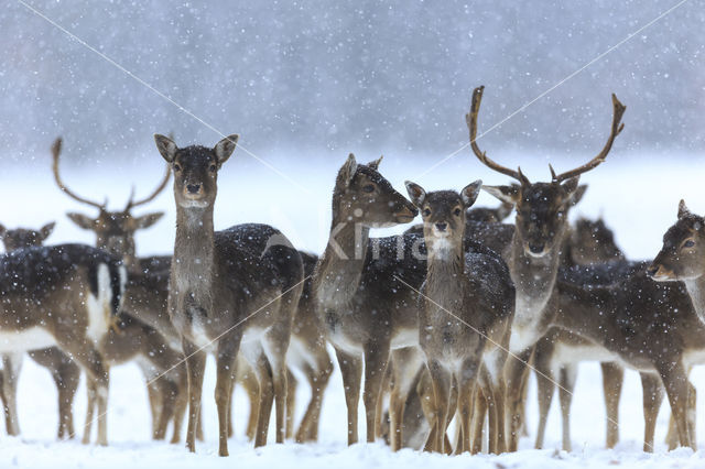 Fallow Deer (Dama dama)