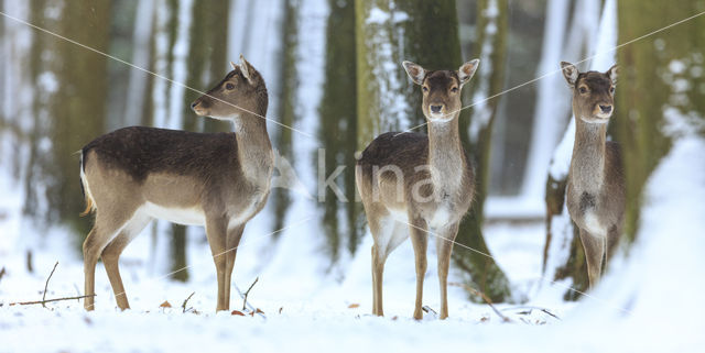 Fallow Deer (Dama dama)