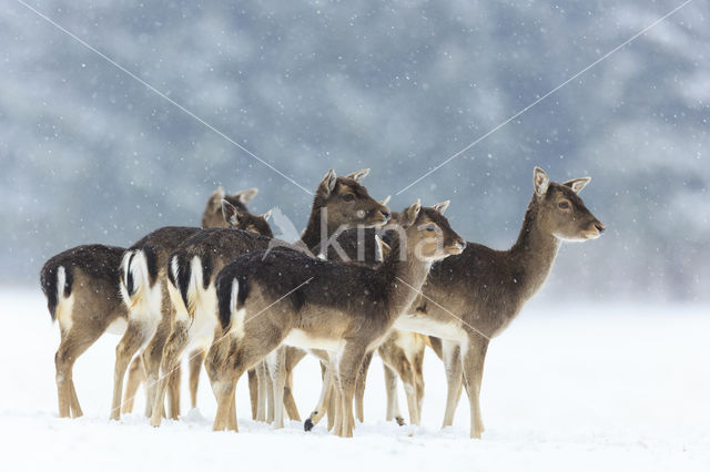 Fallow Deer (Dama dama)