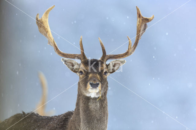 Fallow Deer (Dama dama)