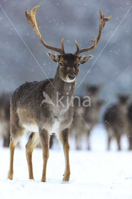 Fallow Deer (Dama dama)