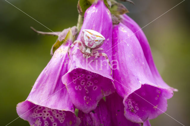 Digitalis purpurea var purpurea