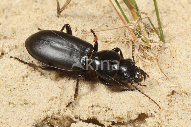 Broscus cephalotes