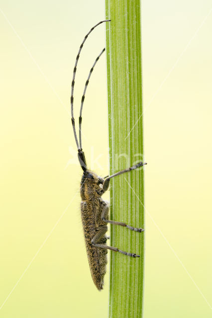 Golden-bloomed Grey longhorn (Agapanthia villosoviridescens)