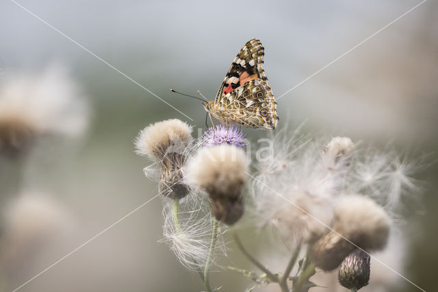 Distelvlinder (Vanessa cardui)