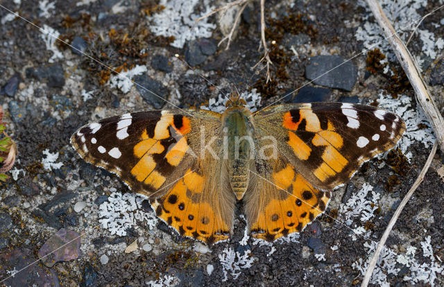 Distelvlinder (Vanessa cardui)