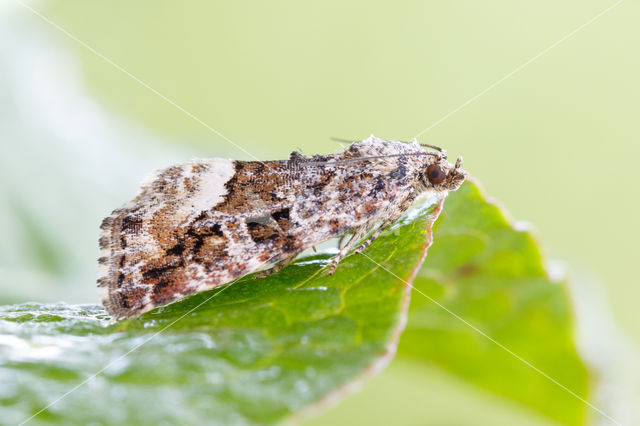 Marbled White Spot (Protodeltote pygarga)