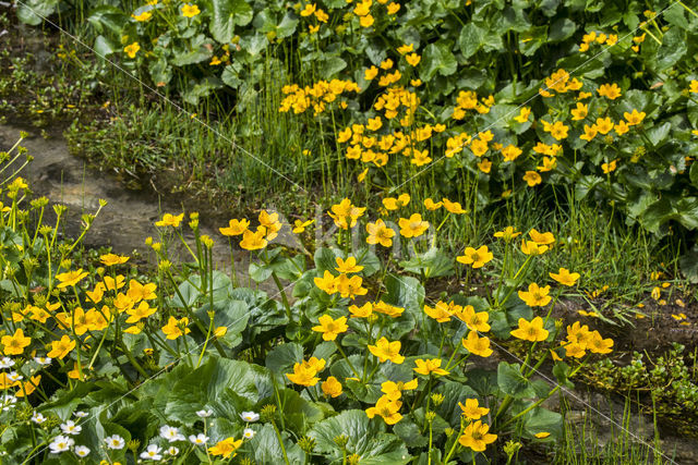 Dotterbloem (Caltha palustris)