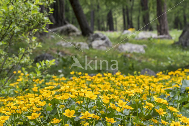 Dotterbloem (Caltha palustris)