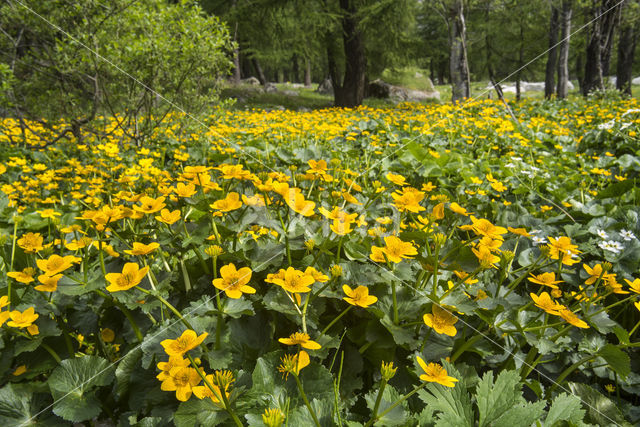 Dotterbloem (Caltha palustris)