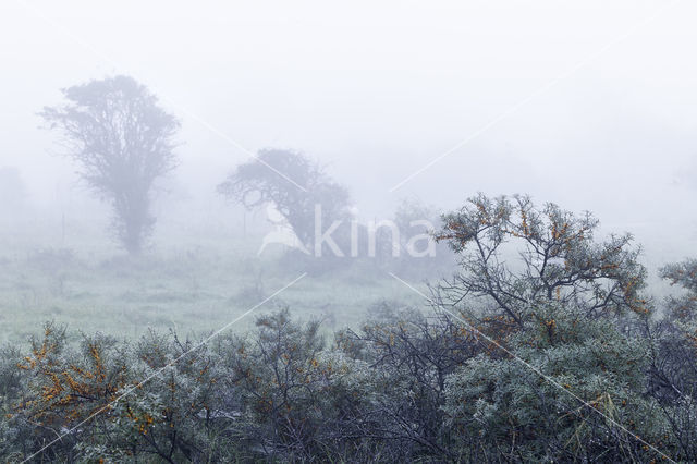 Sea-buckthorn (Hippophae rhamnoides)