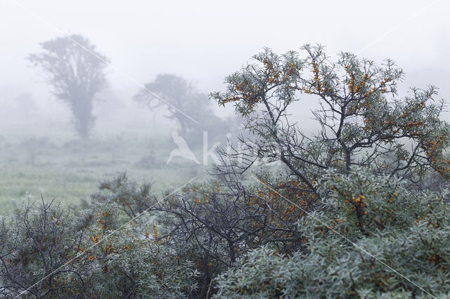 Sea-buckthorn (Hippophae rhamnoides)