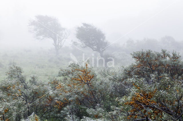 Duindoorn (Hippophae rhamnoides)