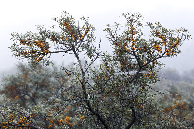 Duindoorn (Hippophae rhamnoides)