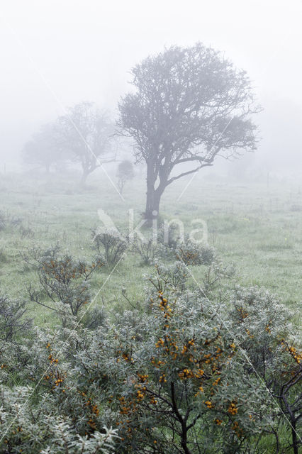 Duindoorn (Hippophae rhamnoides)