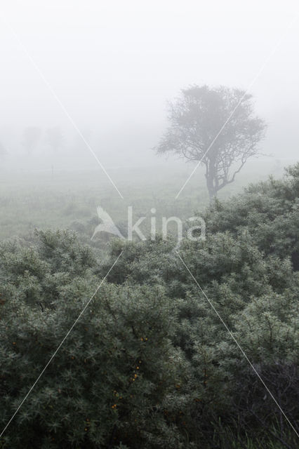 Sea-buckthorn (Hippophae rhamnoides)