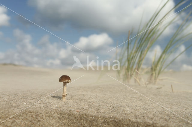 Psathyrella ammophila