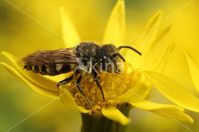 Duinkegelbij (Coelioxys mandibularis)