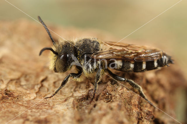 Duinkegelbij (Coelioxys mandibularis)