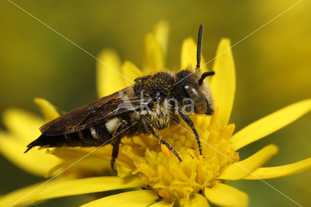 Coelioxys mandibularis