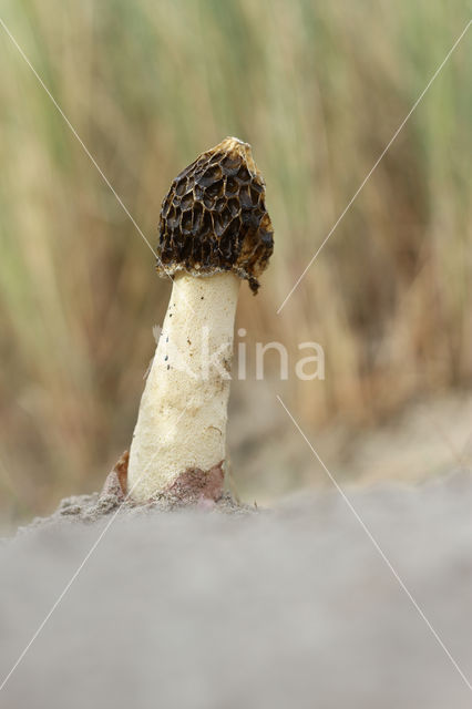 Sand stinkhorn (Phallus hadriani)