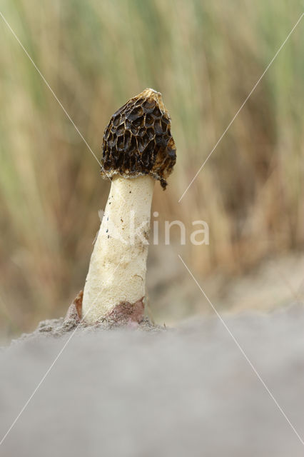 Duinstinkzwam (Phallus hadriani)