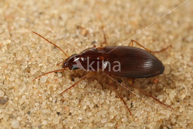 Duintandklauw (Calathus mollis)