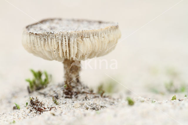 Duinveldridderzwam (Melanoleuca cinereifolia)