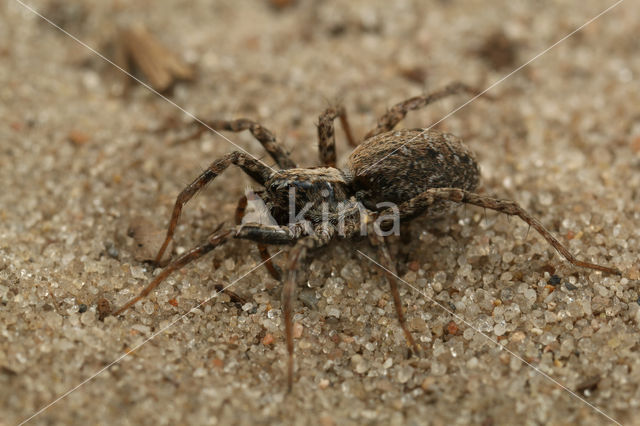 Xerolycosa miniata