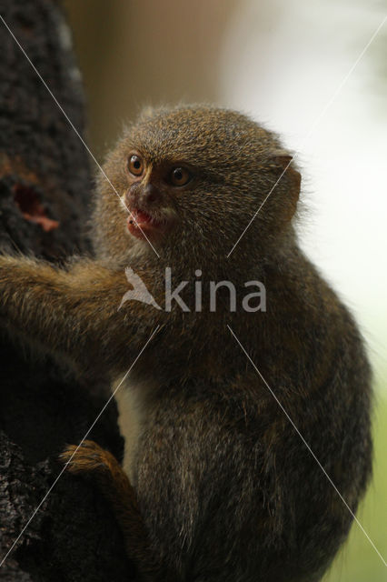 Dwergzijdeaapje (Cebuella pygmaea)