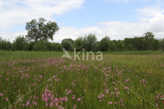 Ragged-Robin (Lychnis flos-cuculi)