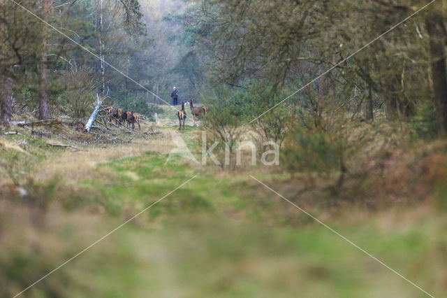 Red Deer (Cervus elaphus)