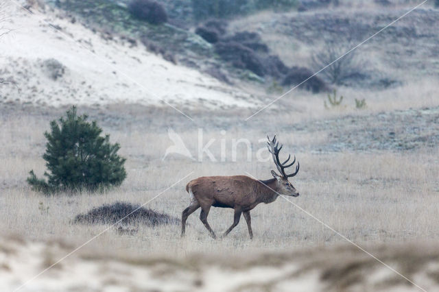 Red Deer (Cervus elaphus)