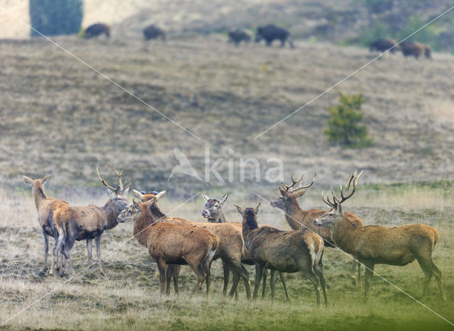 Red Deer (Cervus elaphus)