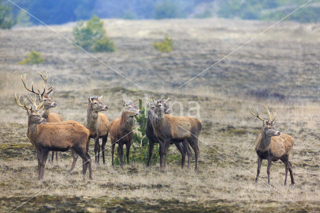 Red Deer (Cervus elaphus)