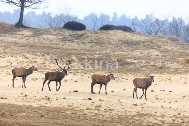 Red Deer (Cervus elaphus)