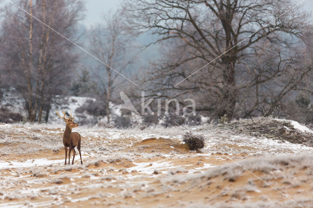 Red Deer (Cervus elaphus)