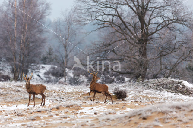 Red Deer (Cervus elaphus)