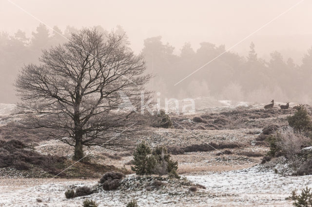 Red Deer (Cervus elaphus)