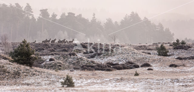 Red Deer (Cervus elaphus)