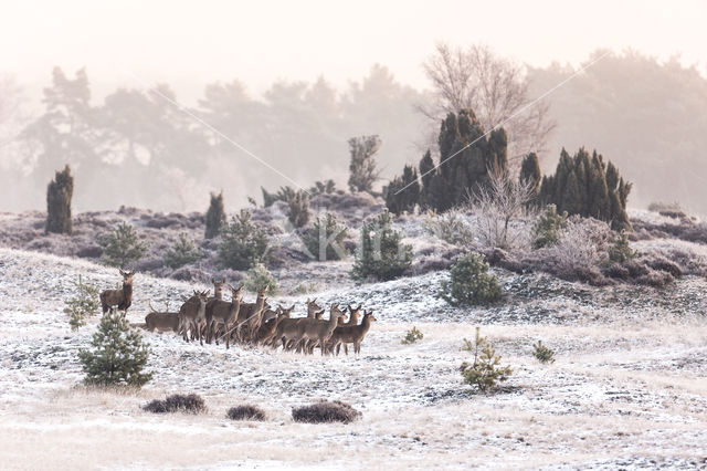 Red Deer (Cervus elaphus)