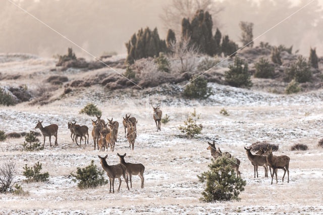 Red Deer (Cervus elaphus)